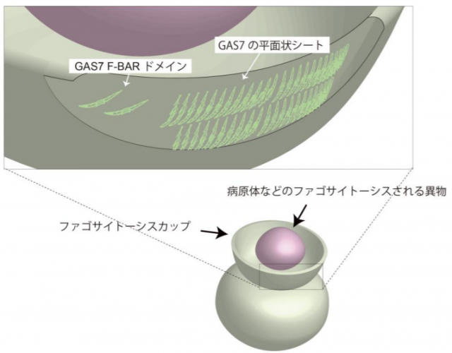 GAS7での作用のイメージ図。（画像: 九州大学の発表資料より）