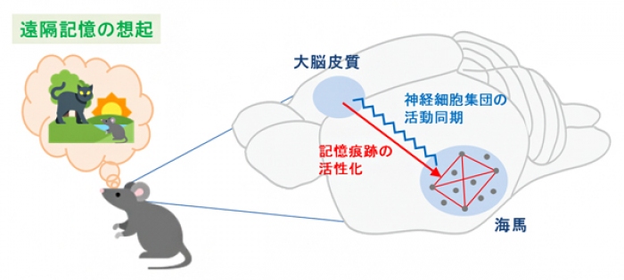 古い記憶を想起する際の脳活動のメカニズム（写真：理化学研究所の発表資料より）