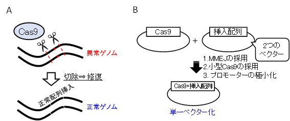 変異置換ゲノム編集治療（A）と単一AAVベクター（B）の概要。（画像: 東北大学の発表資料より）