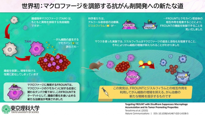 研究の概要（写真：東京理科大学の発表資料より）