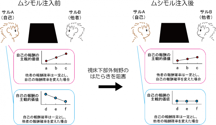 実験の概要（写真：生理学研究所の発表資料より）