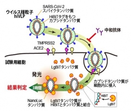 中和抗体をスピーディに測定できるhiVNTシステムの概念図（横浜市立大学の発表より）