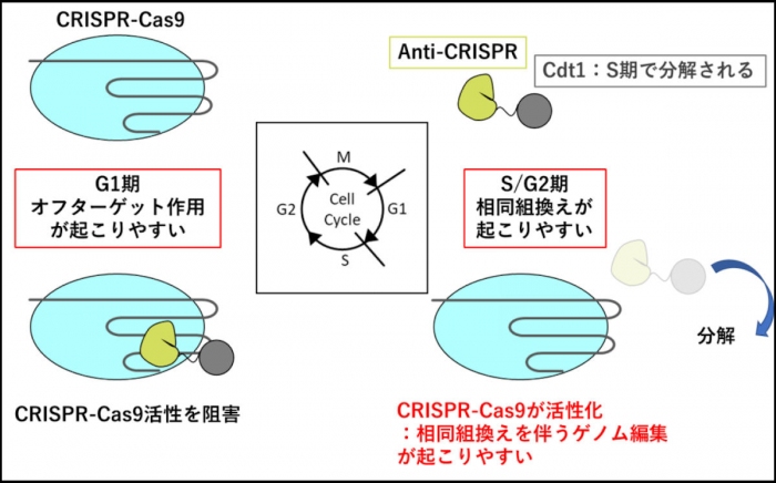 クリスパーキャス9によるゲノム編集を安全に実現する手法確立　広島大
