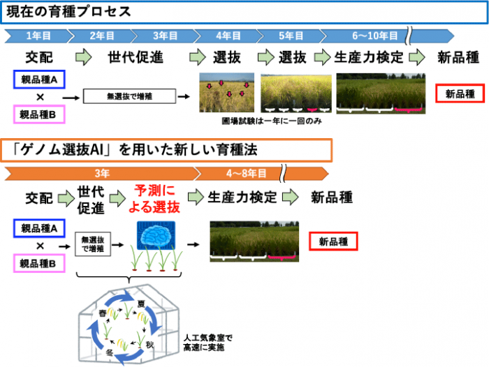 AI導入でイネの品種改良を大幅に加速　農研機構