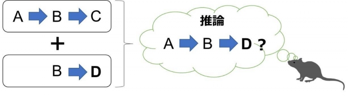 「推論」に関わる脳の部位を特定　マウスによる実験で　北大