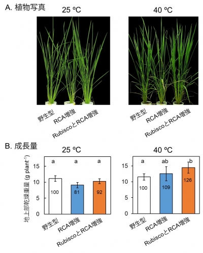 高温環境でも生産性が高いイネを開発　光合成機能の増強で　東大