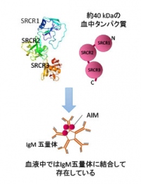 AIMの構造（画像: 東京大学の発表資料より）