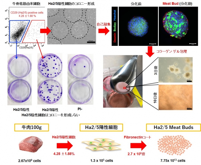 今回の研究の概要（画像: 順天堂大学の発表資料より）