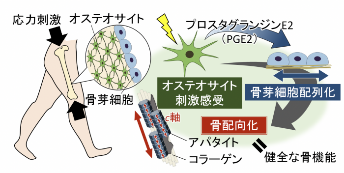 今回の研究の概要。（画像: 大阪大学の発表資料より）