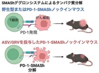 SMAShデグロンシステムを免疫細胞に組み込み、PD-1を薬剤（ASV/GRV）で分解できるようにしたマウスでは、移植されたがん細胞の増殖が抑制された。（画像: 京都大学の発表資料より）
