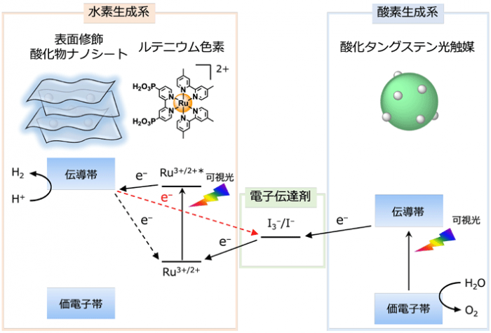 光合成に匹敵するエネルギー変換効率で水を分解する光触媒開発　東工大