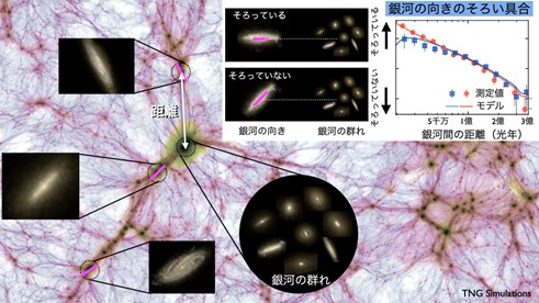 銀河の向きが、フィラメント状のダークマター分布の重力に向かってそろう様子。（画像: 京都大学の発表資料より）