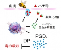 今回の研究の概要。ハチ毒の侵入により活性化したマスト細胞から産生される「プロスタグランジンD2（PGD2）」が、血管のDP受容体を刺激。それにより毒の吸収を抑えていることが判明した。（画像: 東京大学の発表資料より）