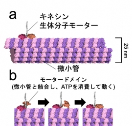 (a)キネシン生体分子モーターと微小管の模式図。(b)微小管上をキネシンが二足歩行する様子を示した模式図。(画像:京都大学の報道発表資料より) (a)キネシン生体分子モーターと微小管の模式図。(b)微小管上をキネシンが二足歩行する様子を示した模式図。(画像:京都大学の報道発表資料より)