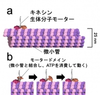 （a）キネシン生体分子モーターと微小管の模式図。（b）微小管上をキネシンが二足歩行する様子を示した模式図。（画像:京都大学の報道発表資料より）