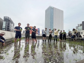 白鶴銀座天空農園で収穫した「白鶴錦」のみで仕込んだ酒を製造している 白鶴銀座天空農園で収穫した「白鶴錦」のみで仕込んだ酒を製造している