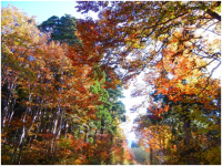 「立山の紅葉と歴史をめぐる旅」でこの時季だけの絶景を見どころ満載の散策ルートとパワースポットでリフレッシュ！