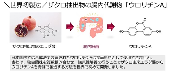 ifia JAPAN2023／HFE JAPAN2023のオートファジーコンソーシアムセミナーで腸内代謝物「ウロリチンA」の最新研究を紹介