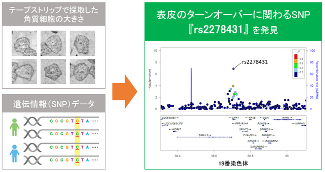 日本メナード化粧品、表皮のターンオーバー速度の個人差を見極めるDNAの特徴を発見