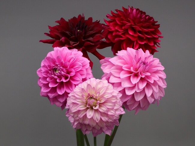 *今年で12回目!*ダリアの華展2023