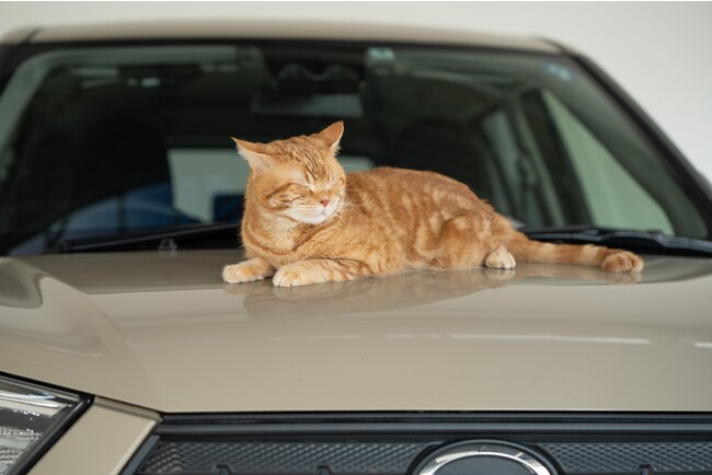 猫がクルマに入り込むポイントは“寒さ”より“子猫”JAFに要請のあったトラブル件数は6月に343件!