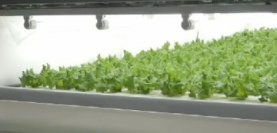 バイテックベジタブルファクトリーのフードロスへの取り組み 植物工場産野菜を道の駅で販売