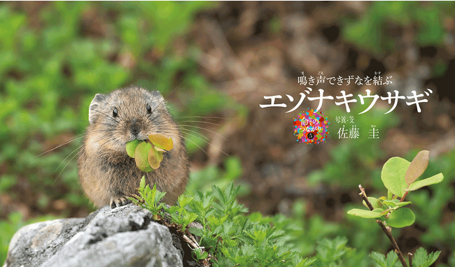 北の大地の人気者「エゾナキウサギ」。彼らの暮らしを紹介する写真絵本、好評発売中
