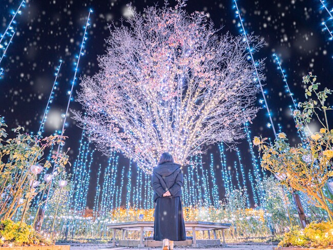 あしかがフラワーパークの『光の花の庭』が全国第1位のイルミネーションの称号を受賞!