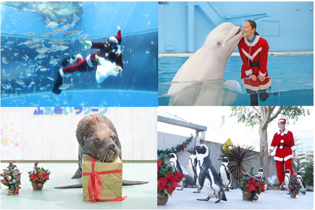【横浜・八景島シーパラダイス】生きものたちによるクリスマス限定イベント開催！『Seaparadise Christmas』～シーパラからのクリスマスプレゼント～