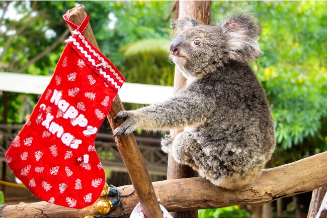 オーストラリア ケアンズ観光局 『真夏のクリスマス』キャンペーン 昨年大好評につき、今年も開催