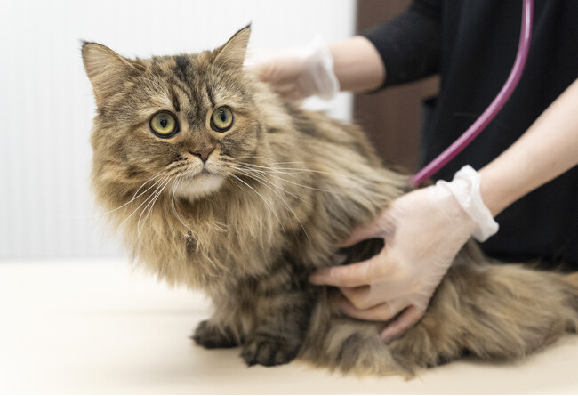 ペッツファーストグループと日本獣医生命科学大学との猫の難病FIP（猫伝染性腹膜炎）の共同研究の取り組みについて