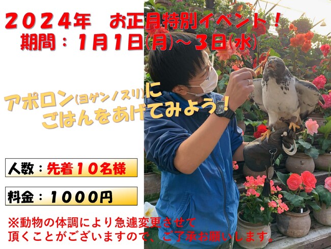 富士花鳥園の2024年お正月特別イベントは　『大型のタカ「アポロン」にごはんをあげてみよう！』