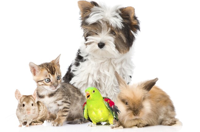 人気飼育犬種・猫種ランキング2023を発表！