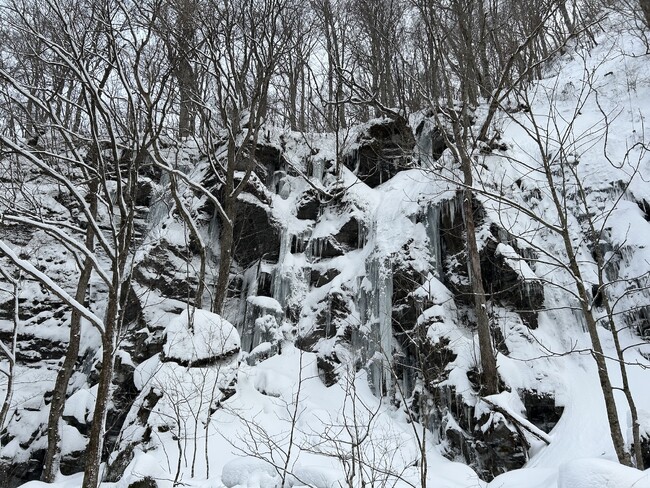 奥入瀬渓流の氷瀑が、見頃を迎えています。
