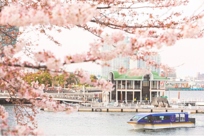 船窓から優雅に桜観賞 桜クルーズ＆ホテルレストランでのお食事セットプラン