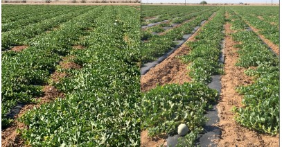 スキーポン散布の露地メロン 収量・糖度が向上