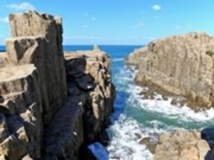国内初の展示施設「みずだこ館」と「恐竜の森」が、坂井市「越前松島水族館」と「芝政ワールド」に登場!