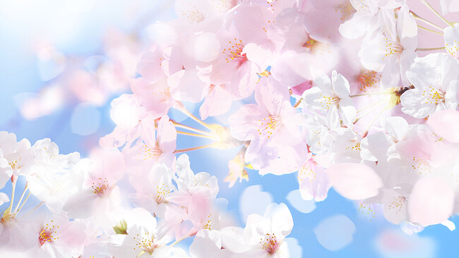 お花見の「予定あり」と「行きたい」あわせて半数を超える　桜が咲くこの時期は気分も「なんとなく明るく」