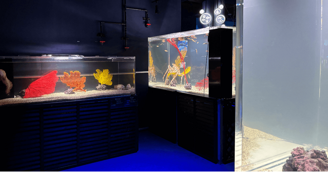 DMMかりゆし水族館 冷水魚エリア公開