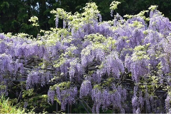 【JAF和歌山】「みやまの里 森林公園」で、特別優待を実施!