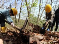 飛騨高山の木工房　オークヴィレッジ　創立50周年記念「緑の国 植樹祭」を本社で4月27(土)開催