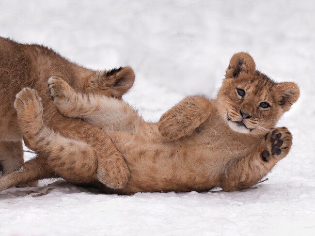 岩合光昭氏「心から拍手」 ネコ科猛獣の写真集『ほぼねこ』に世界的動物写真家から賛辞が寄せられる