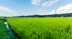 水田率“日本一”の富山県で、家族で田植えやお米の食べ比べができる1泊2日のサステナブルツーリズムが5月24日（金）泊、25日（日）泊で開催決定！