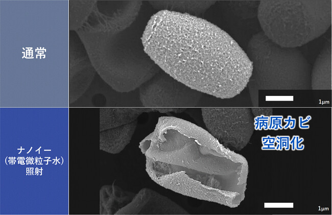 病原カビをナノイー(帯電微粒子水)技術で99%殺菌