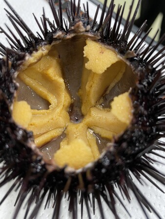 BRAIN「スタートアップ総合支援プログラム(SBIR支援)」に採択!