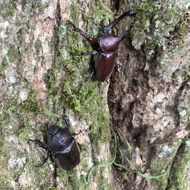 【古泉閣の夏】秘密の場所にご案内!カブトムシ採りツアーを開催しました。