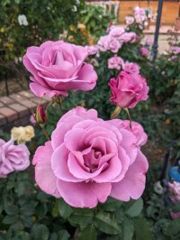 秋バラが見ごろ&3年ぶりの菊人形に注目! ~秋華らんまん~