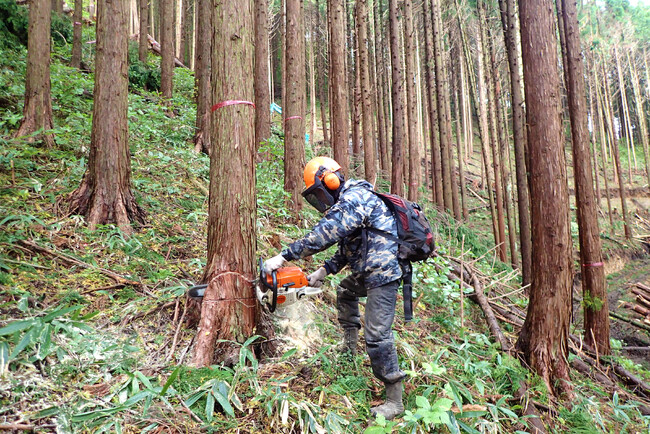 広島県の東城町森林組合とバイウィルが森林クレジットの創出に向け、取り組みを開始