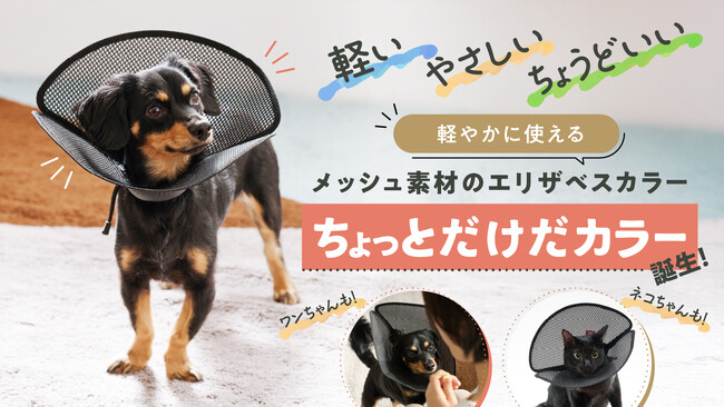 【獣医師監修】メッシュ素材の新エリザベスカラーが誕生!動物たちの快適な暮らしを実現