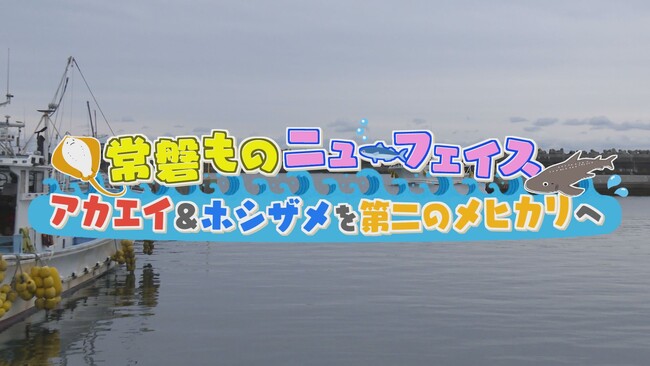 1/26(日) BS-TBSで「常磐ものニューフェイス アカエイ&ホシザメを第二のメヒカリへ」放送!
